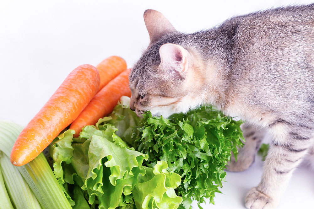 7 home foods that can be safely shared with cats