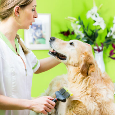 4 tips to manage flea and tick infestation in dogs