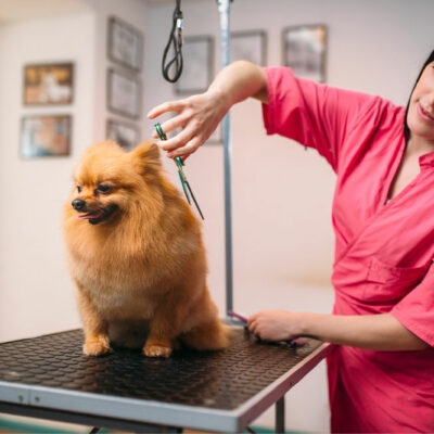 Everything to know about dog grooming programs