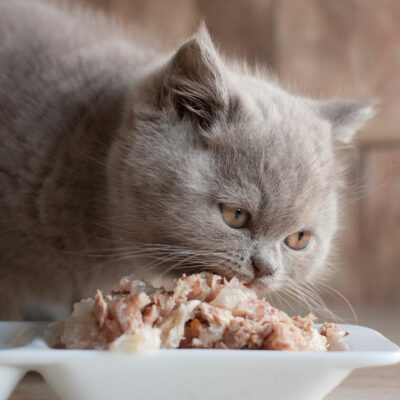 Top 5 cat foods that are recommended by vets