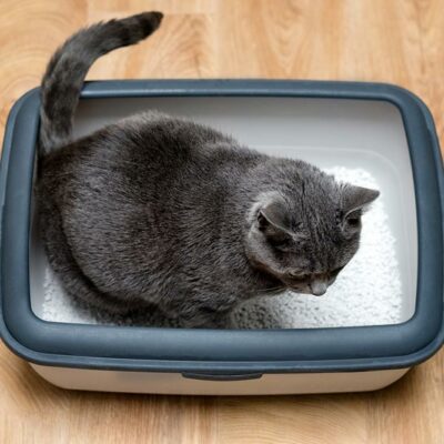 Top 5 ways to reintroduce cats to the litter box