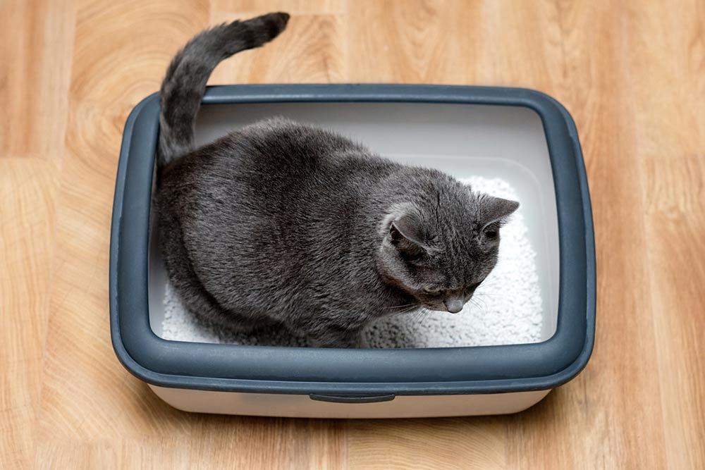 Top 5 ways to reintroduce cats to the litter box