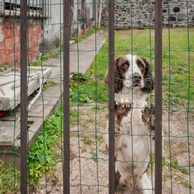 8 things to consider when choosing a pet fence system